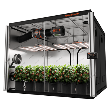 Spider Farmer 8'x4'x6.5' Grow Tent Kit – 2x G5000 Full Spectrum LEDs Spider Farmer indoor grow tent with plants inside on a white background