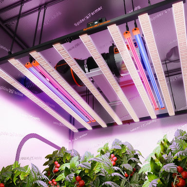 Spider Farmer UV60 & IR30 LED Grow Light Bars Set Grown plants under LED grow lights in a controlled environment.