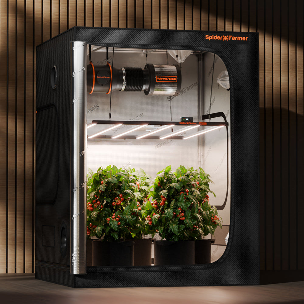 Spider Farmer G7000 730W Smart LED Grow Light – High-Yield 5x5 Coverage Spider Farmer indoor grow tent with plants inside on a wooden floor.
