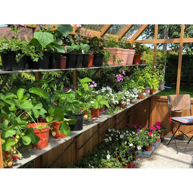 Alton Lancing Cedar Greenhouse inside view of shelving with plants