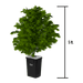 Current Culture H2O Recirculating Deep Water Culture – Medium-less RDWC 13-Gallon @ 30″ Plant Spacing UCXL13 close up view with plant 