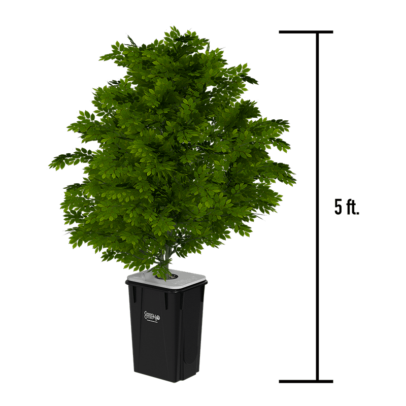 Current Culture H2O Recirculating Deep Water Culture – Medium-less RDWC 13-Gallon @ 30″ Plant Spacing UCXL13 close up view with plant 