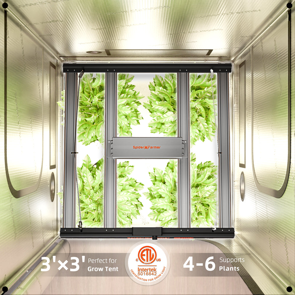 Spider Farmer G3000 300W Smart LED Grow Light – App-Controlled Full-Spectrum Lighting for 3x3 Grow Tents Indoor gardening system with plants growing inside a grow tent, featuring Intertek certification.