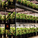 Spider Farmer SF-G8600 LED Grow Light 800W kit lifestyle image 2